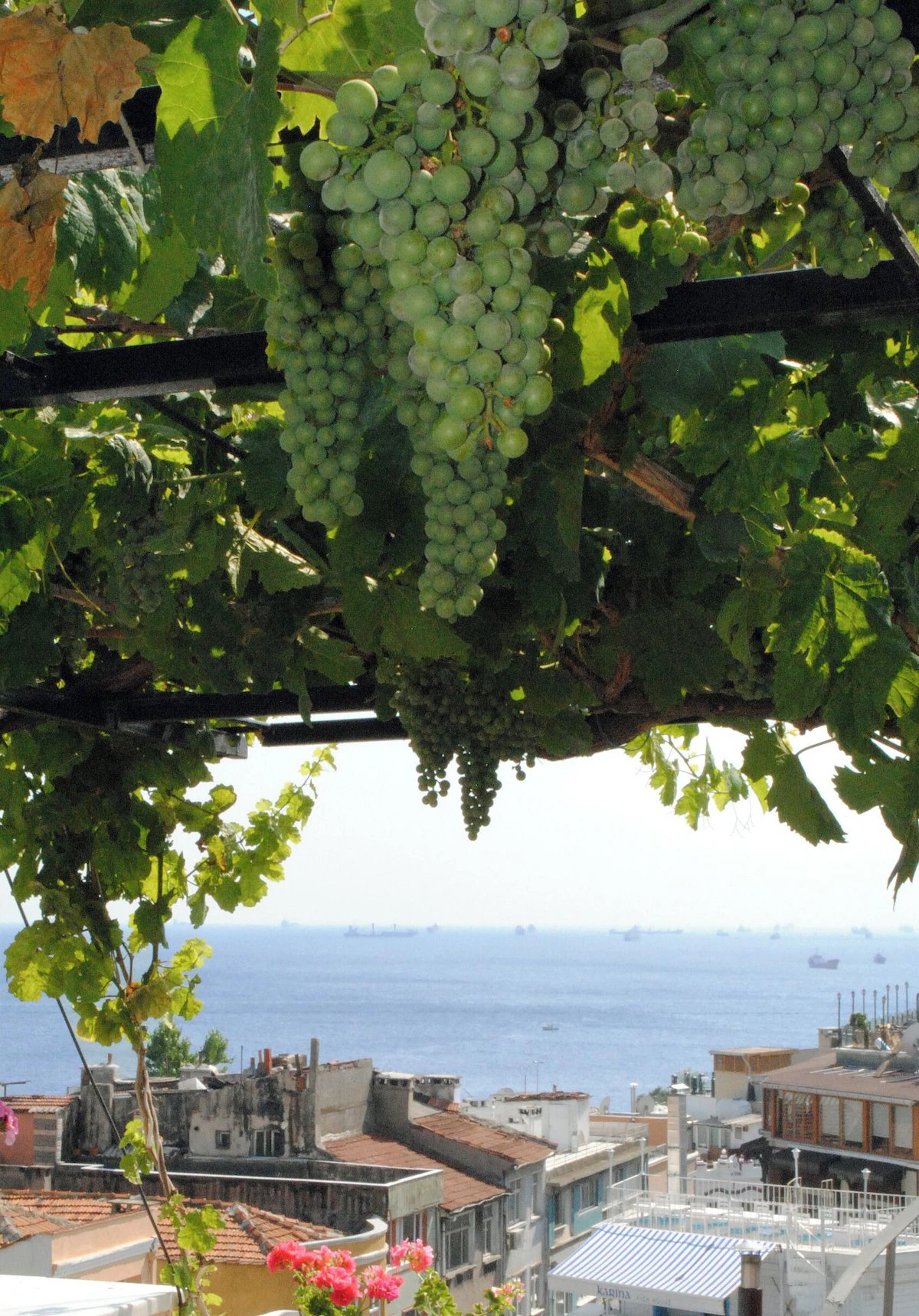 Hotel Buhara Family Inn grapevine terrace Sultanahmet Istanbul